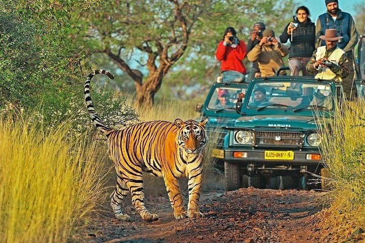 Taj Mahal with Ranthambore National Park Tour Package 6 Days 5 Nights Tiger Safari Trip