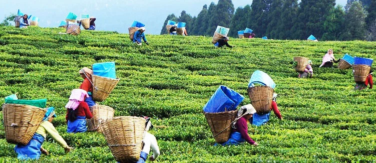 Assam Short Tour Package - 1 Night / 2 Days