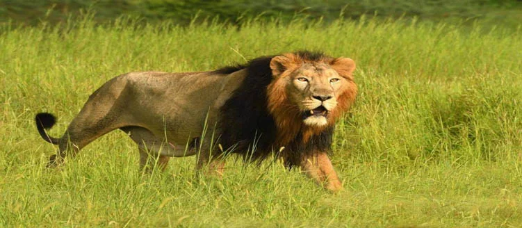 Taj Mahal Tour with Gujarat, Dwarka and Somnath - 10 Days / 9 Nights
