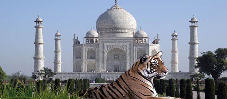 Taj Mahal and Tiger Tourism